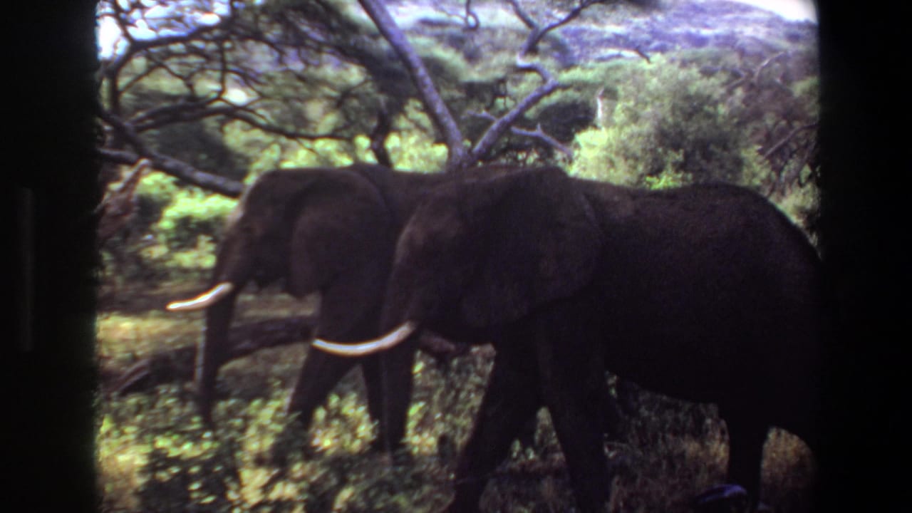 Two elephants with tusks partly visible among trees.