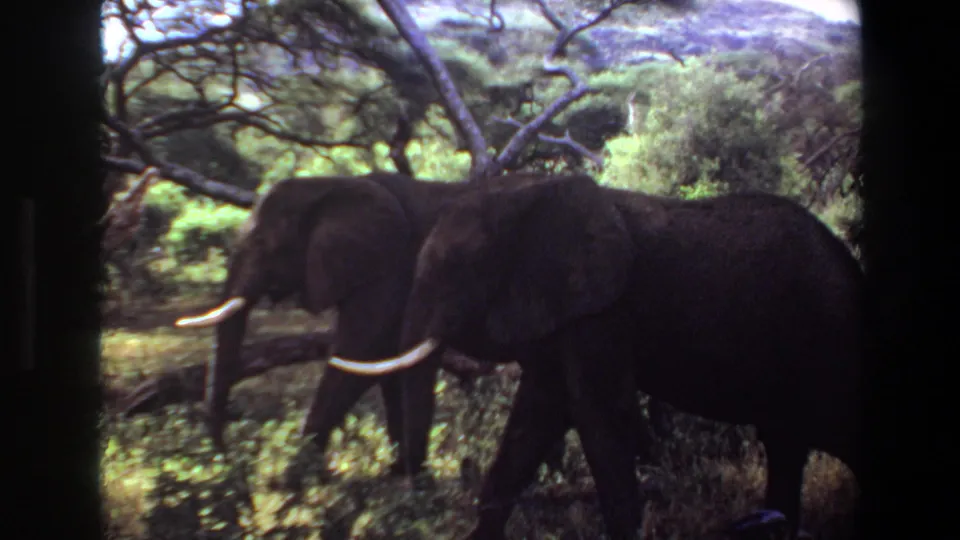 Two tusked elephants appear among trees and brush in 1969 Angola wildlife footage.