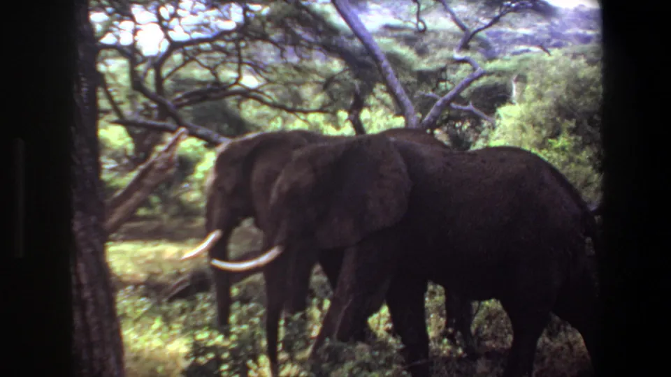 A tusked elephant passes close to the camera through brush and trees in Angola, 1969.