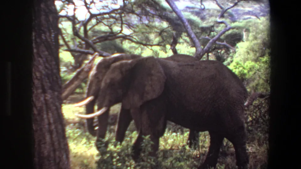 A large tusked elephant stands near trees and undergrowth in 1969 Angola 8mm footage.