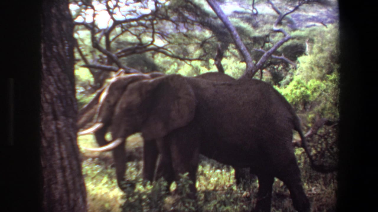 1969 Angola 8mm frame showing tusked elephants moving through green brush and trees in a wooded savanna setting.