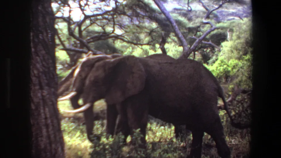 1969 Angola 8mm frame showing tusked elephants moving through green brush and trees in a wooded savanna setting.