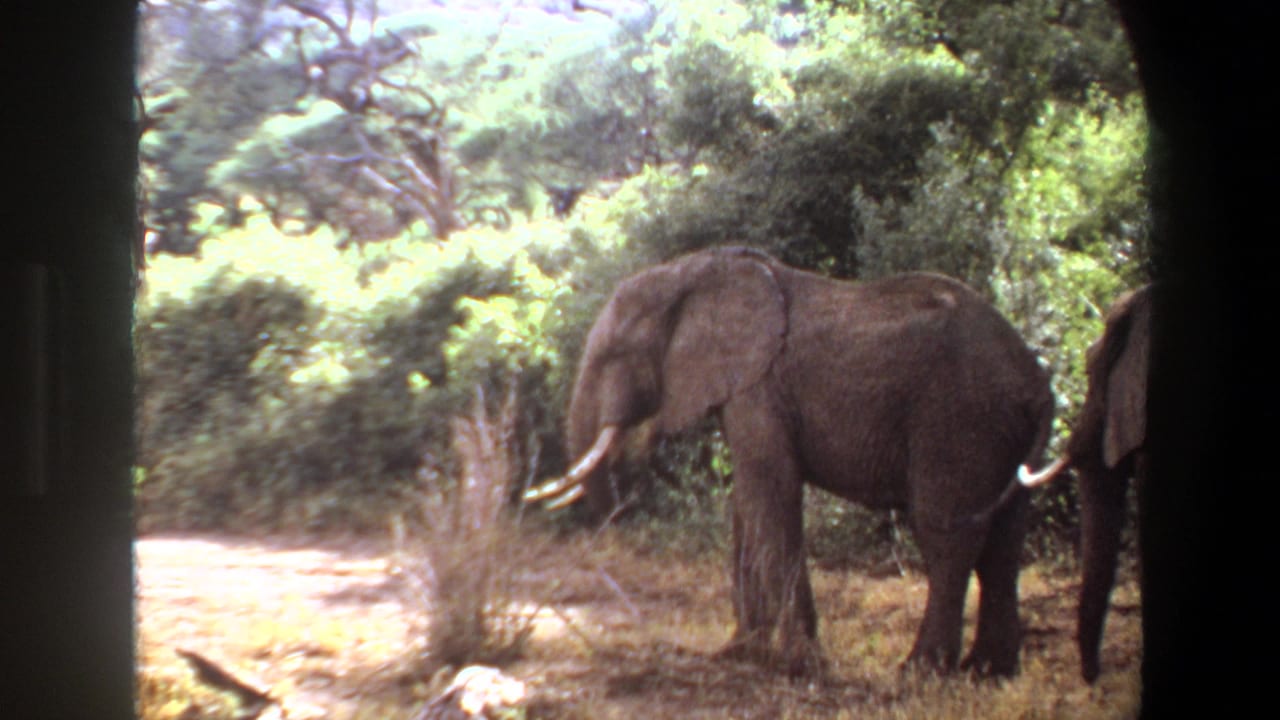 1969 Angola 8mm frame with a tusked elephant near dense green vegetation and a second elephant cropped at the right edge.
