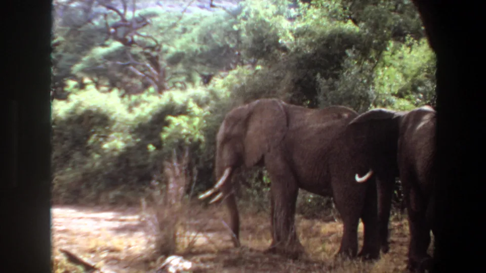 1969 Angola 8mm frame showing elephants beside shrubs and dry savanna ground, partially obscured by dark vertical foreground shapes.