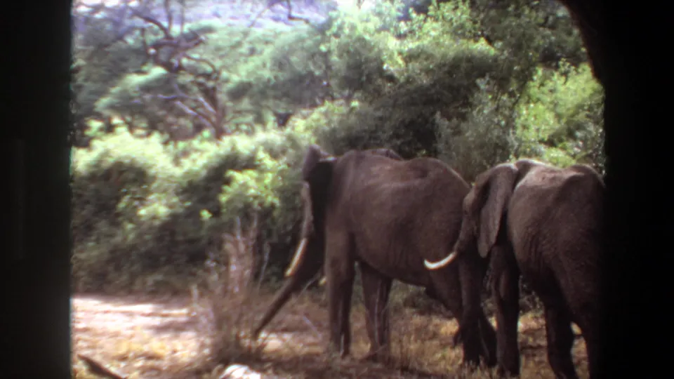 1969 Angola 8mm frame showing a small group of elephants clustered beside dense vegetation in wooded savanna.