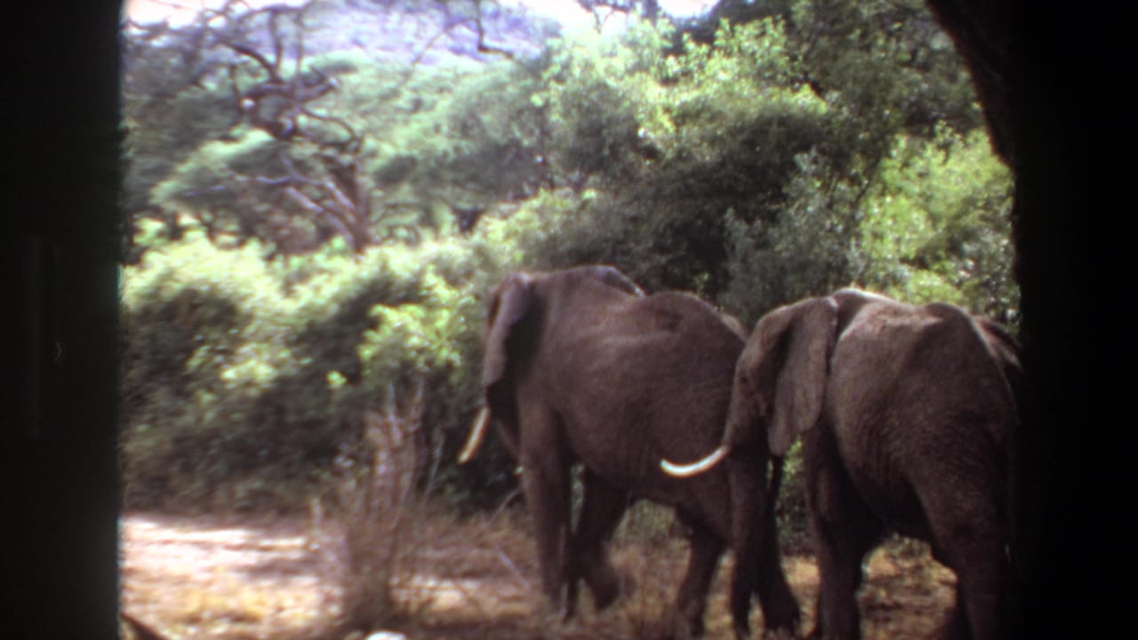 1969 Angola 8mm frame of two elephants with visible tusks moving through shaded savanna brush.