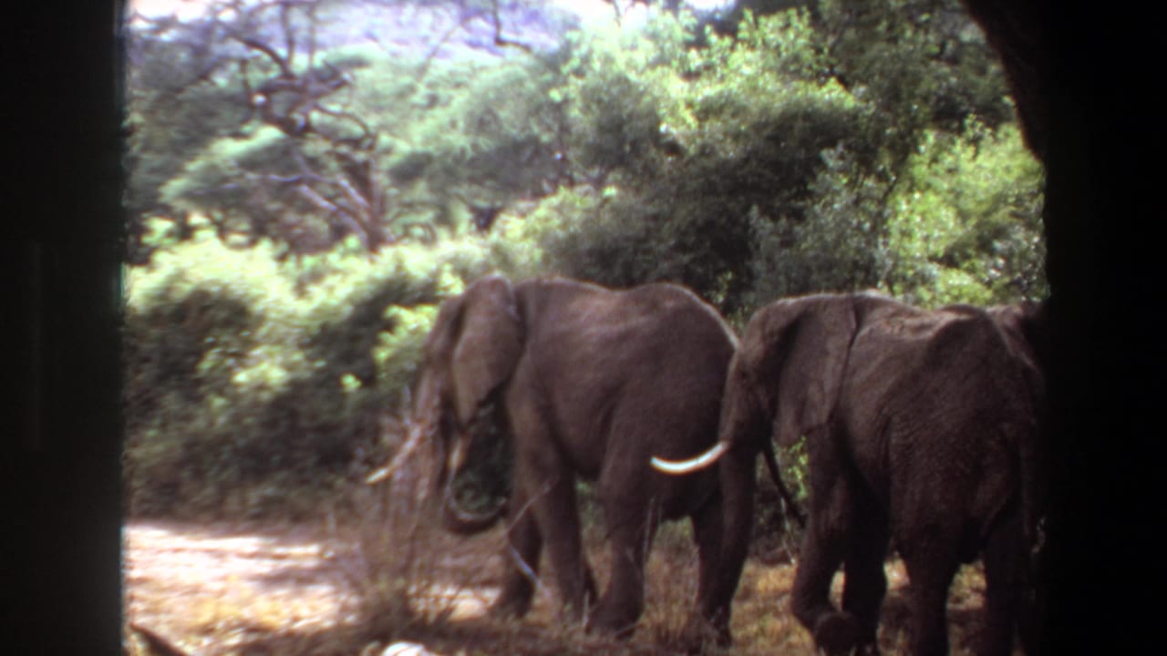 1969 Angola home-movie frame showing elephants moving past green brush with a prominent pale tusk visible.