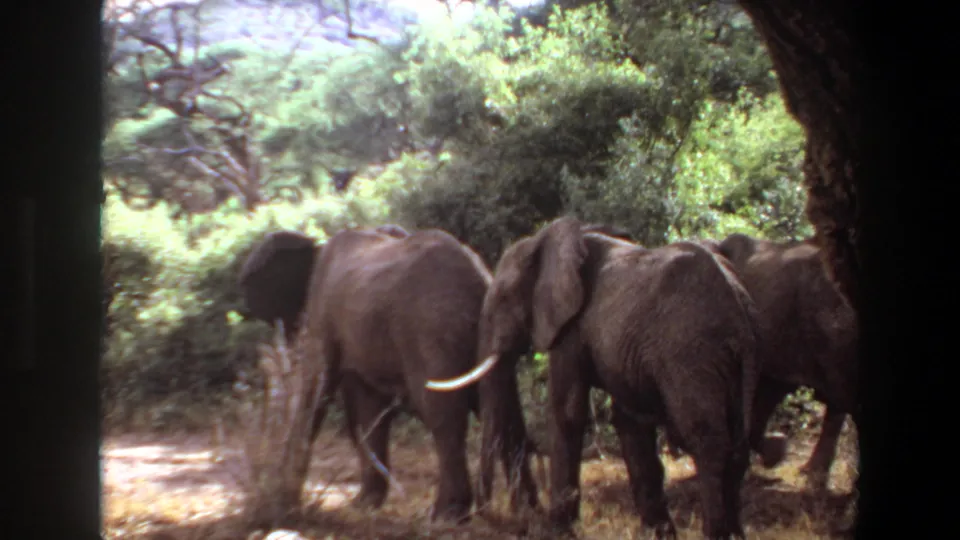 1969 Angola 8mm frame of elephants grouped in wooded savanna, partially obscured by dark tree trunks.