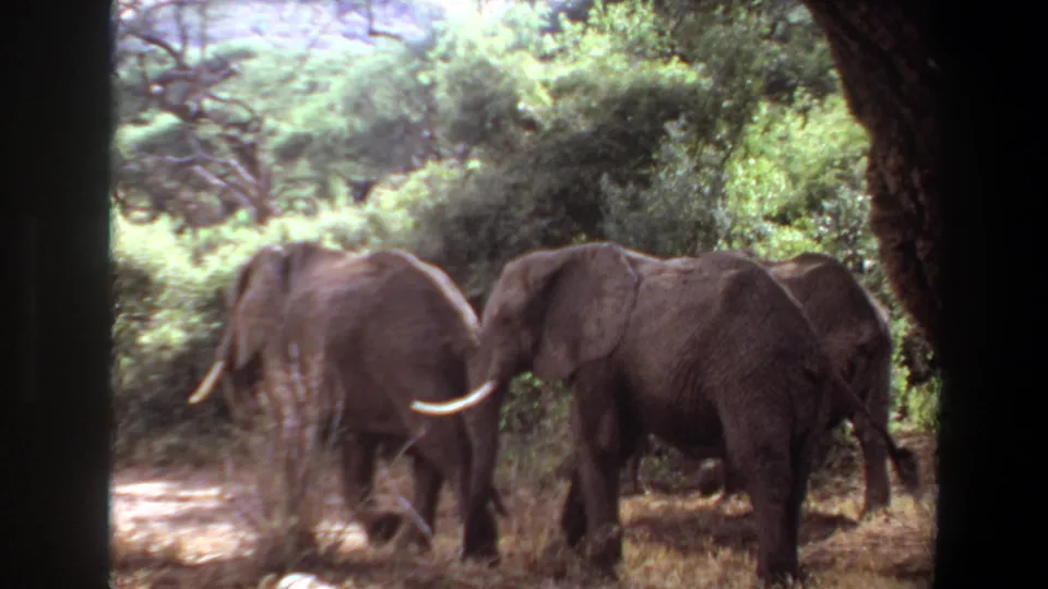 1969 Angola home-movie frame of two elephants near a tree trunk in mixed shade and sunlit brush.