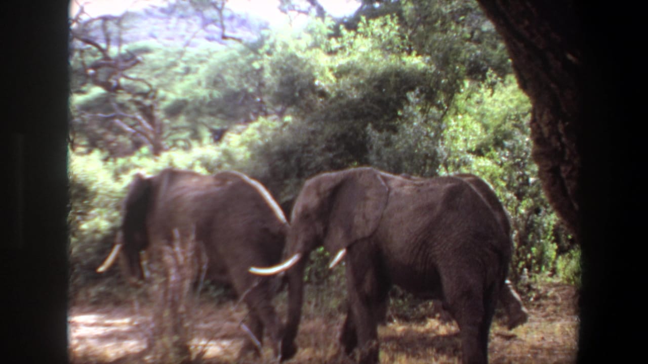 In metadata-supported 1969 Angola footage, two African elephants move through sunlit savanna grass framed by dark tree trunks.