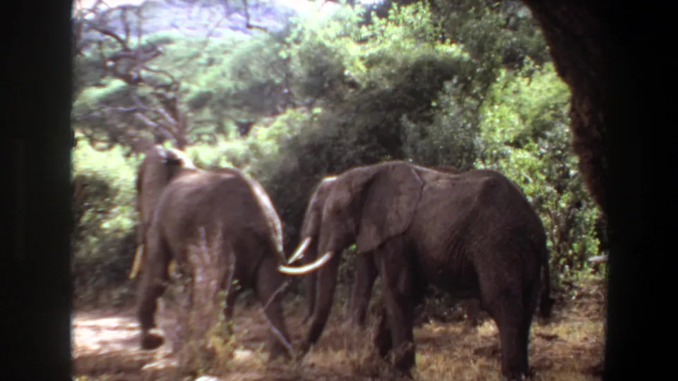 A pair of elephants walks through Angola savanna vegetation, one turning away while another stands in profile near shrubs.