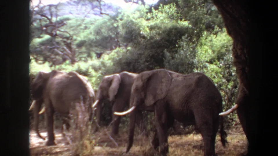 Three elephants appear among dry grass and green shrubs in the 1969 Angola home-movie footage, with soft grain and shaded framing.