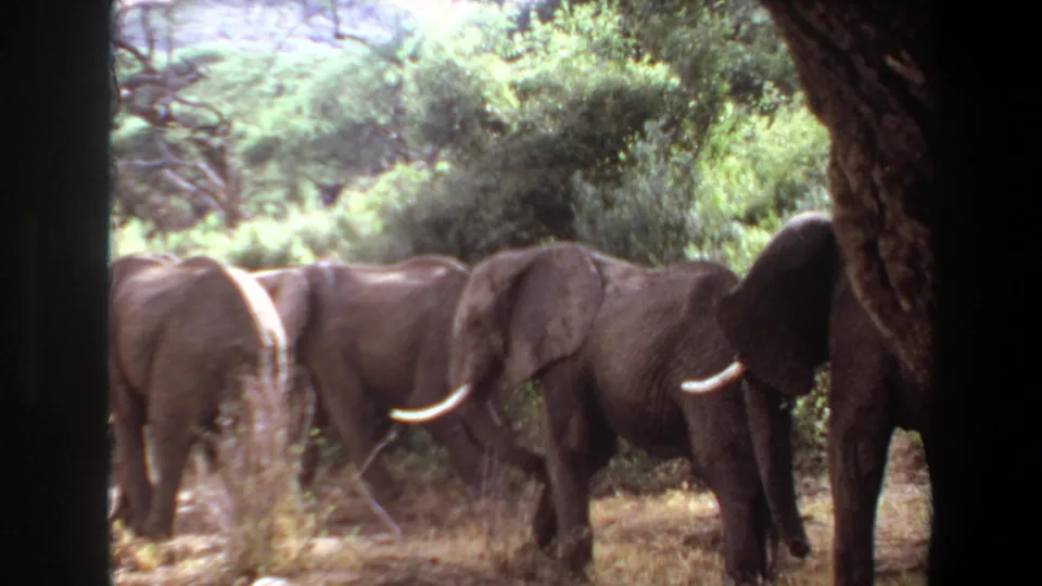 Several elephants continue through the wooded Angola savanna, partly obscured by a dark foreground tree and bright dry grass.