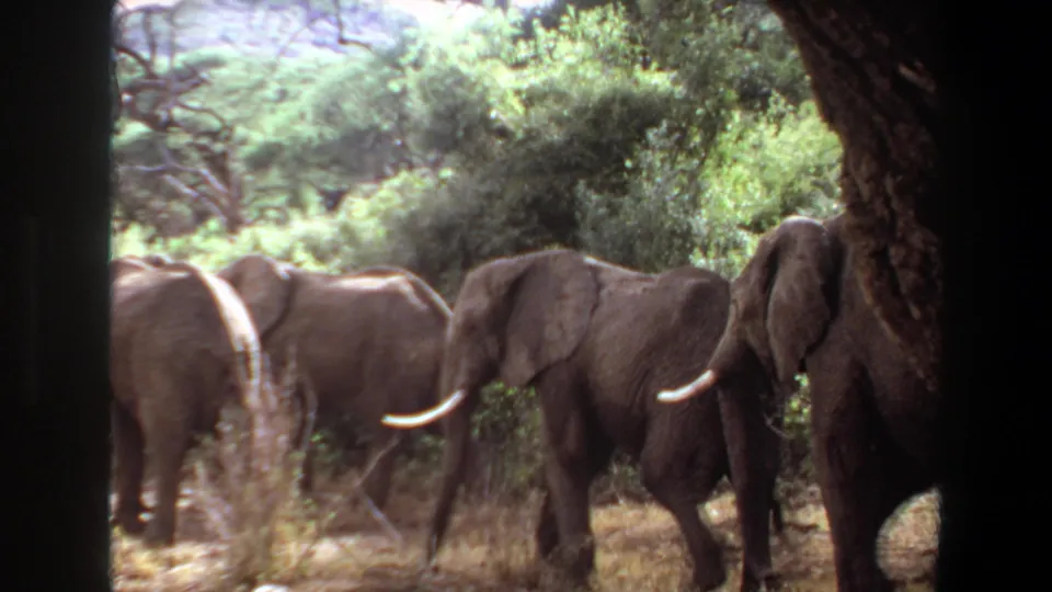 1969 Angola 8mm frame showing elephants moving in a line through dry grass and dense green woodland, partly obscured by foreground trees.