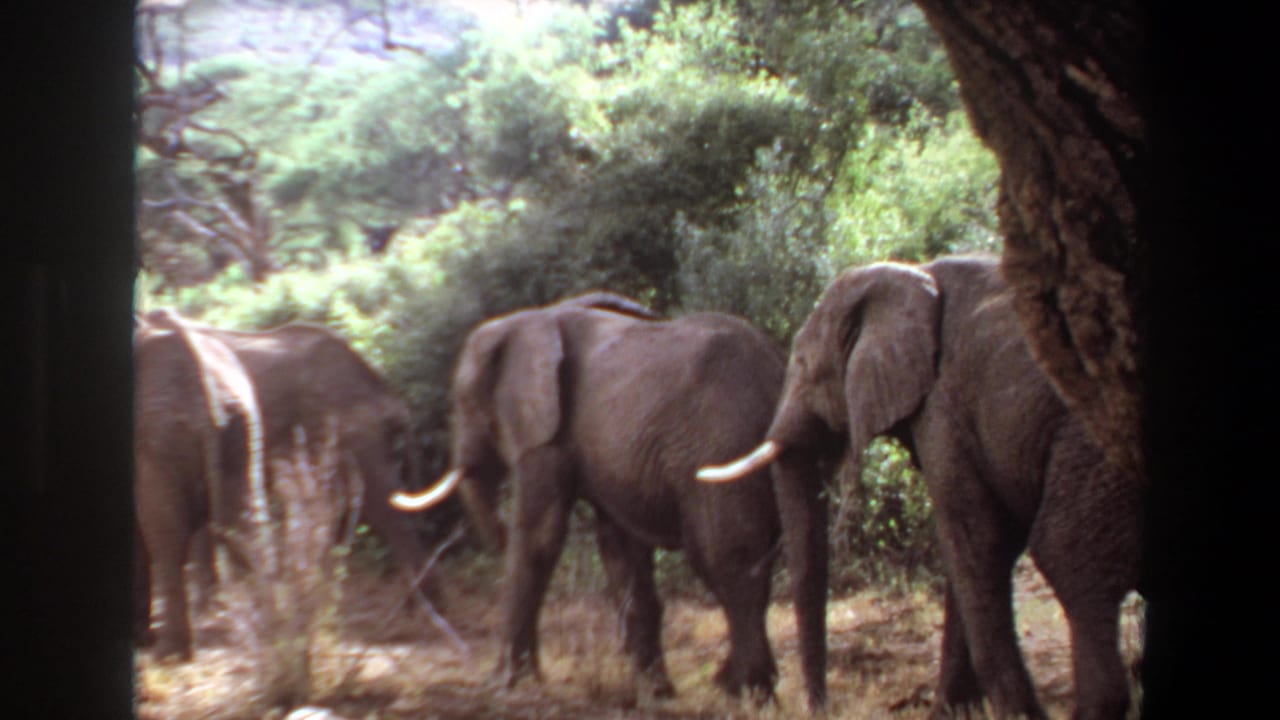 Elephants pass through a green wooded area, with one tusked elephant near the center.