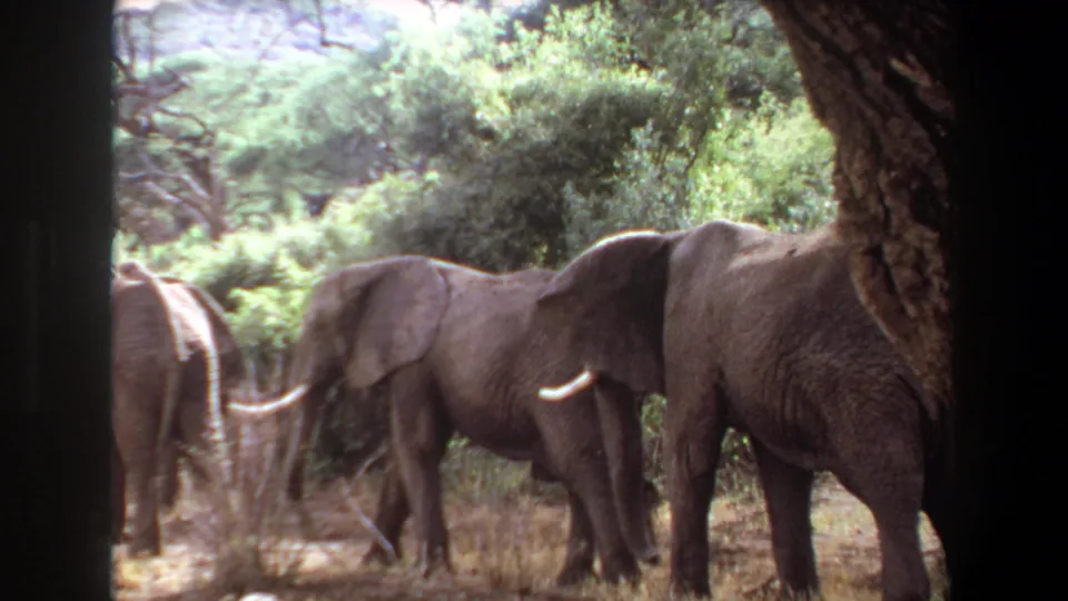 1969 Angola 8mm frame showing elephants among dry grass and thick green shrubs, with a large foreground trunk partly blocking the view.