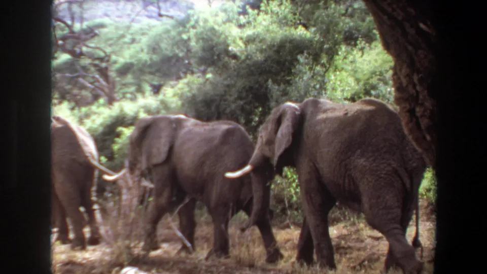 1969 Angola 8mm frame of elephants continuing through wooded habitat, with tusks, large ears, dry grass, and dense green foliage visible.