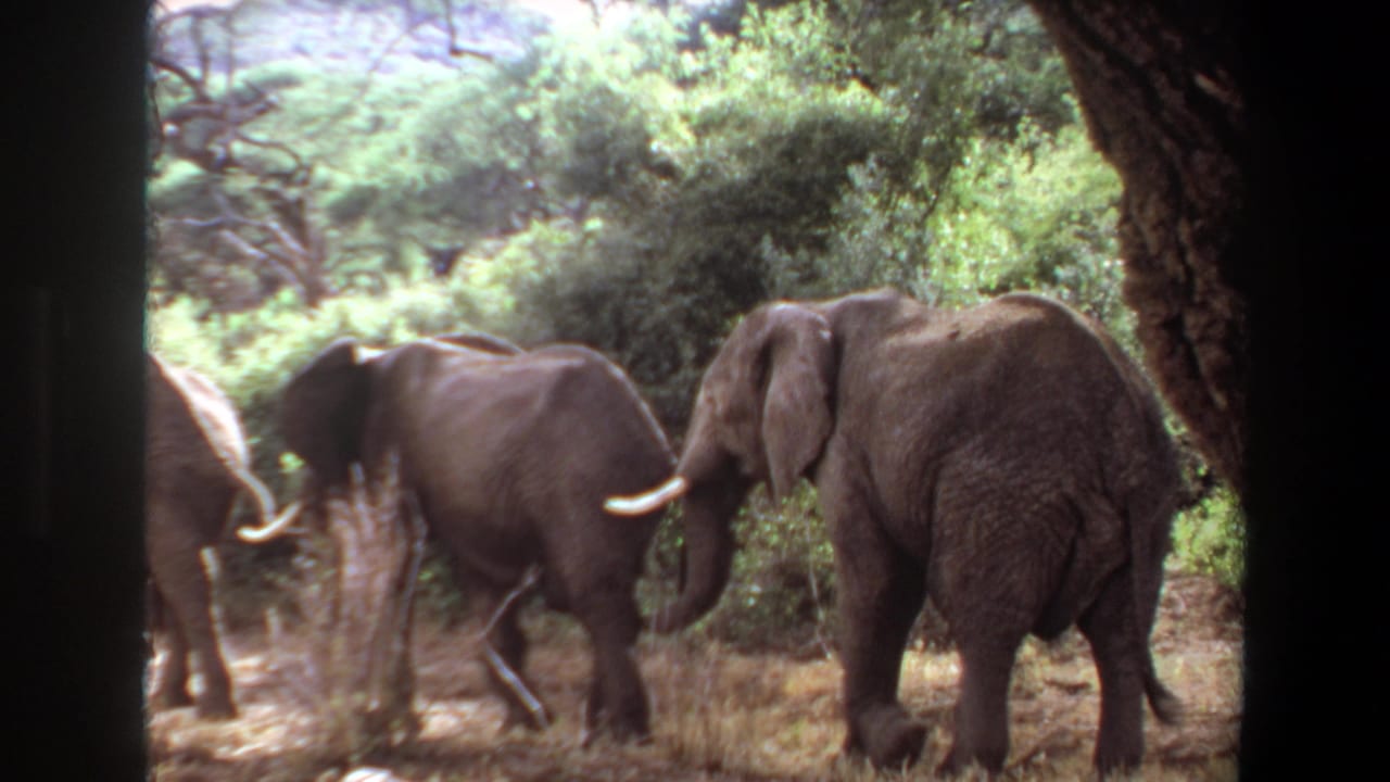 1969 Angola 8mm frame showing elephants moving beside brush and trees in a sunlit grassy landscape.