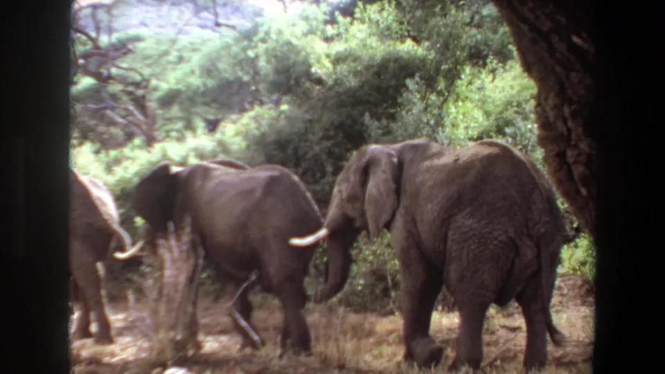 1969 Angola 8mm frame showing elephants moving beside brush and trees in a sunlit grassy landscape.