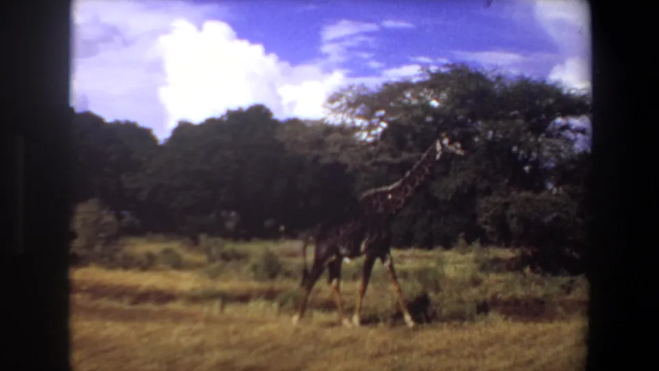 1969 Angola 8mm frame showing a giraffe walking across dry savanna grass with trees and clouds in the background.