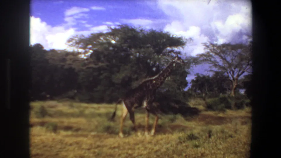 1969 Angola 8mm frame showing a giraffe among dry grasses and low vegetation with trees and clouded sky behind it.