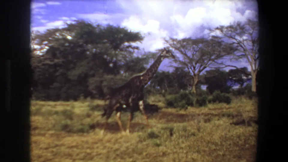 1969 Angola 8mm frame of a giraffe walking through sunlit savanna grass with shrubs, trees, and bright clouds behind it.