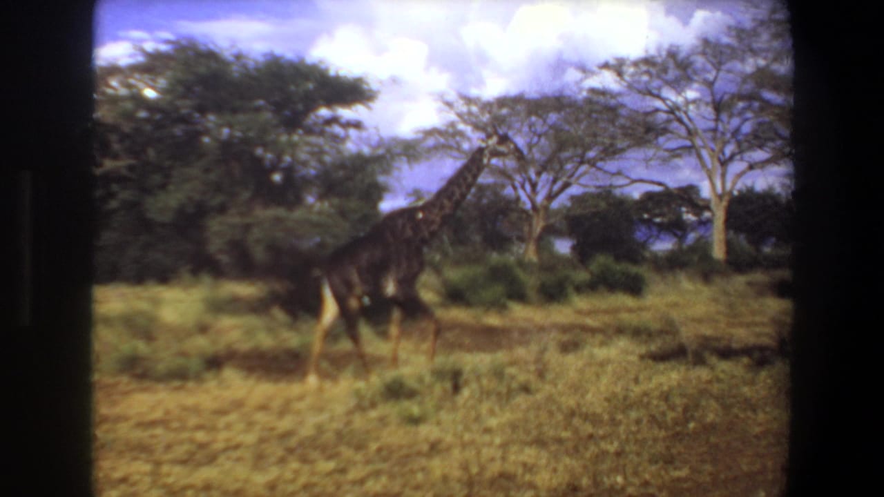 1969 Angola 8mm frame showing a giraffe moving across dry savanna grass beneath scattered trees and bright clouds.