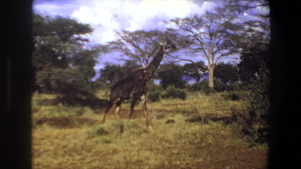 1969 Angola home-movie frame of a giraffe moving past low shrubs and trees in a bright savanna setting.