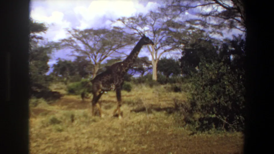 1969 Angola 8mm still showing a giraffe with its head lowered near bushes in open savanna terrain.