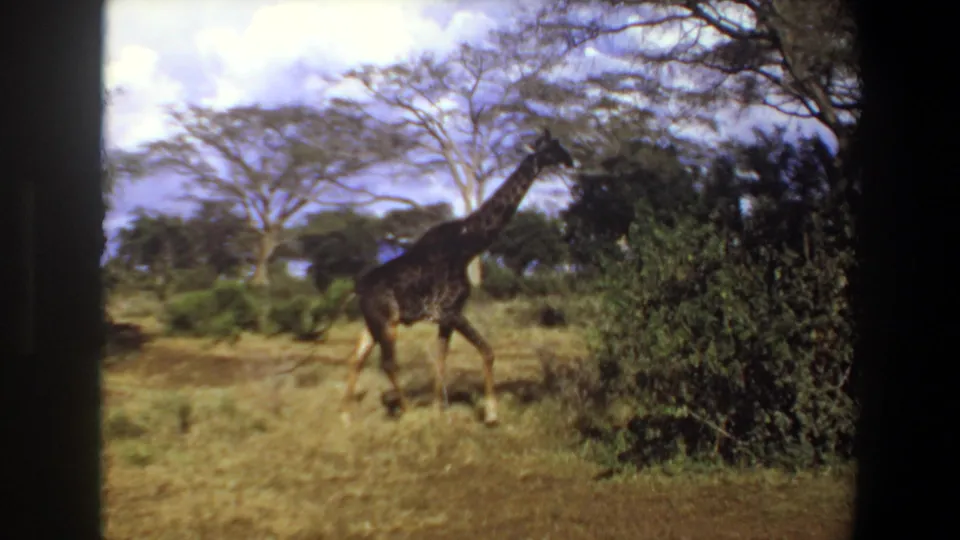 1969 Angola home-movie frame of a giraffe beside dense shrubs, with trees and clouds across the savanna background.