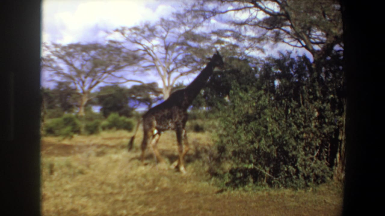 1969 Angola 8mm frame showing a giraffe in dry savanna with trees, shrubs, and soft home-movie focus.