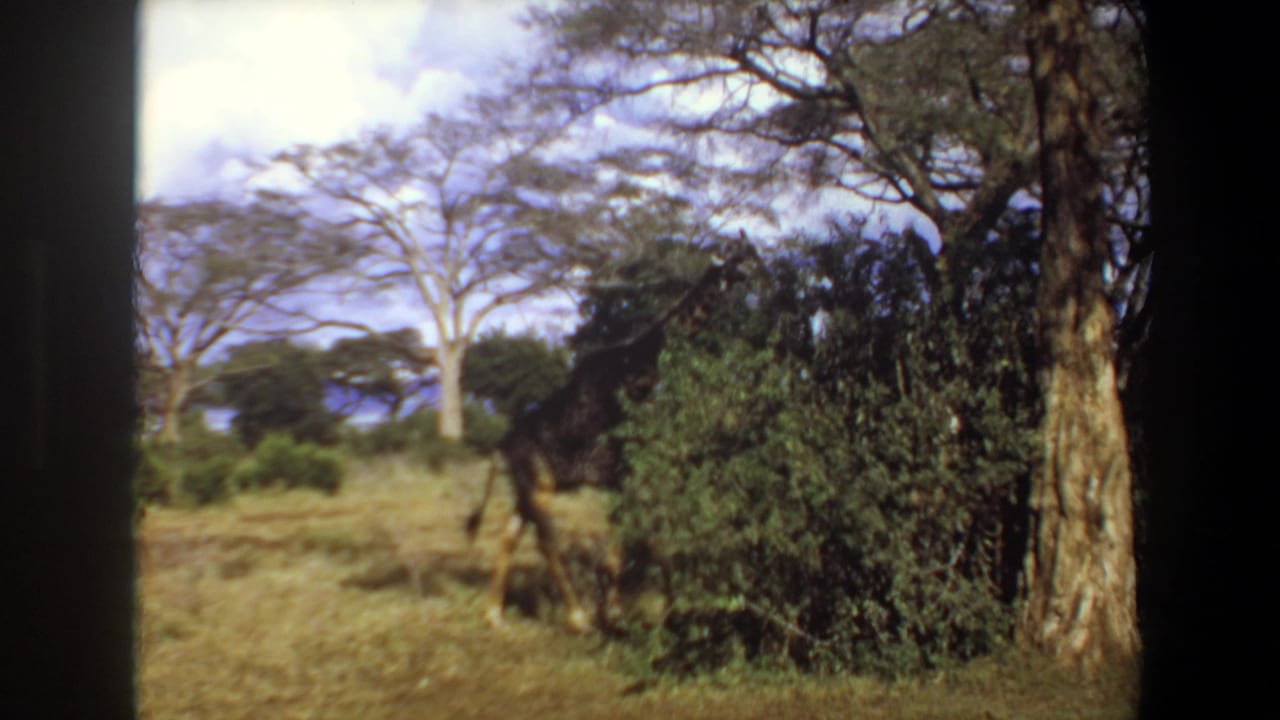 Giraffe partly obscured by shrubs in a sunlit savanna clearing.
