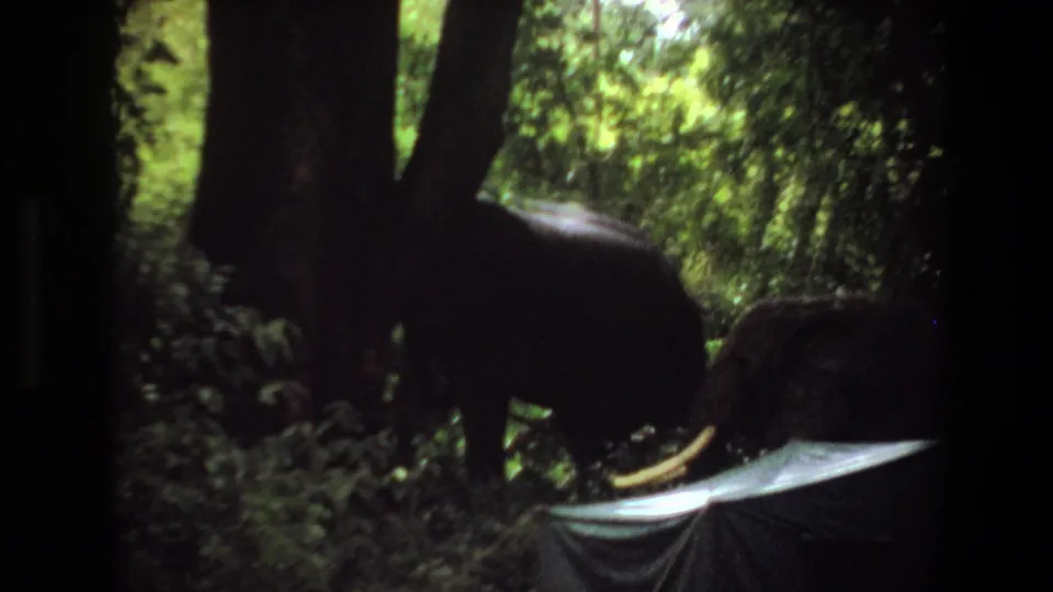 1969 Angola 8mm frame showing elephants moving through shadowed forest vegetation with tusks visible.