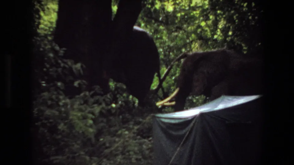 1969 Angola forest frame with elephants silhouetted among trees, undergrowth, and dim filtered light.
