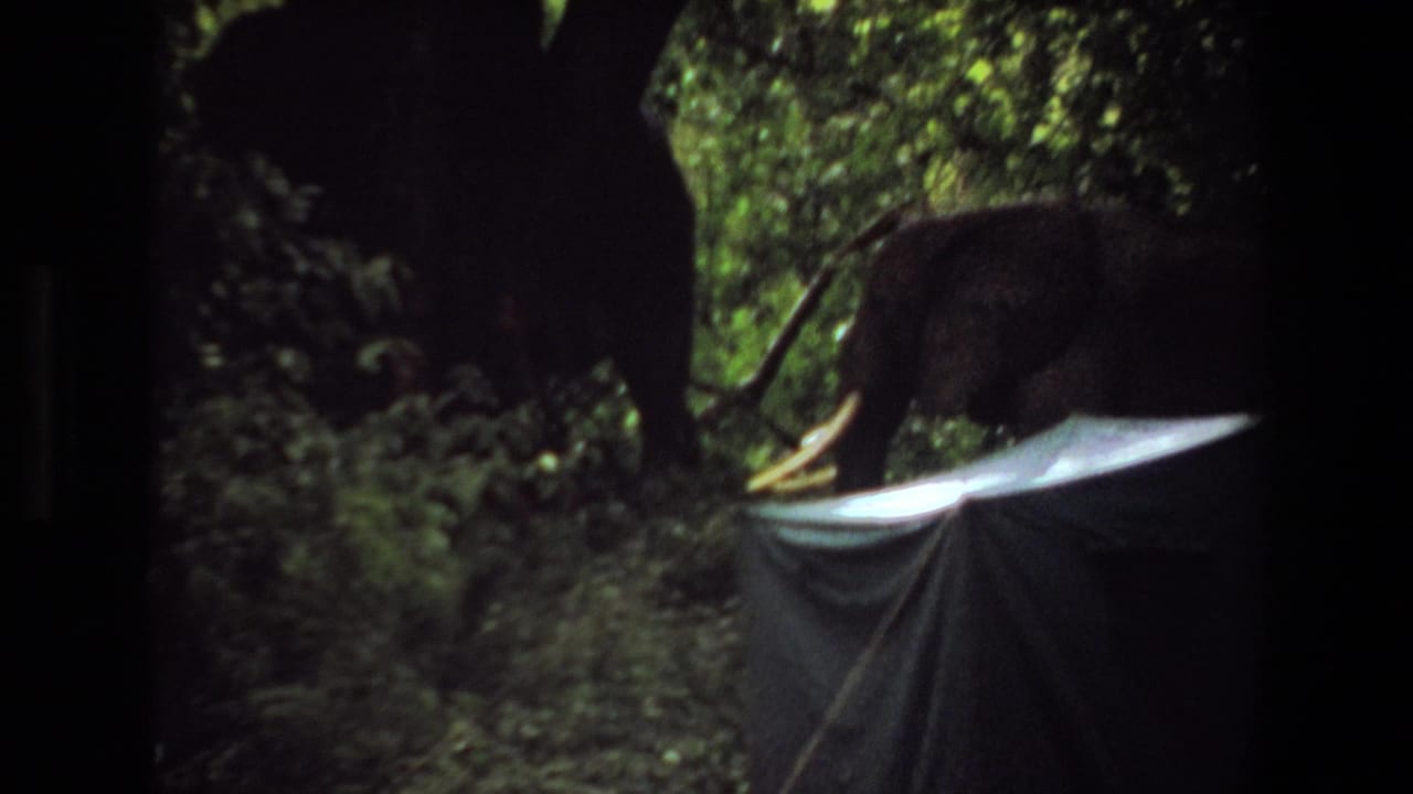 Tusked elephant near a dark canvas tent in dense forest shadows.
