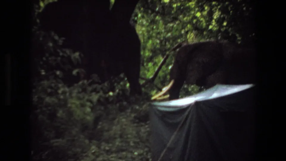 1969 Angola 8mm frame showing a tusked elephant approaching a dark tent amid dense green forest and low light.