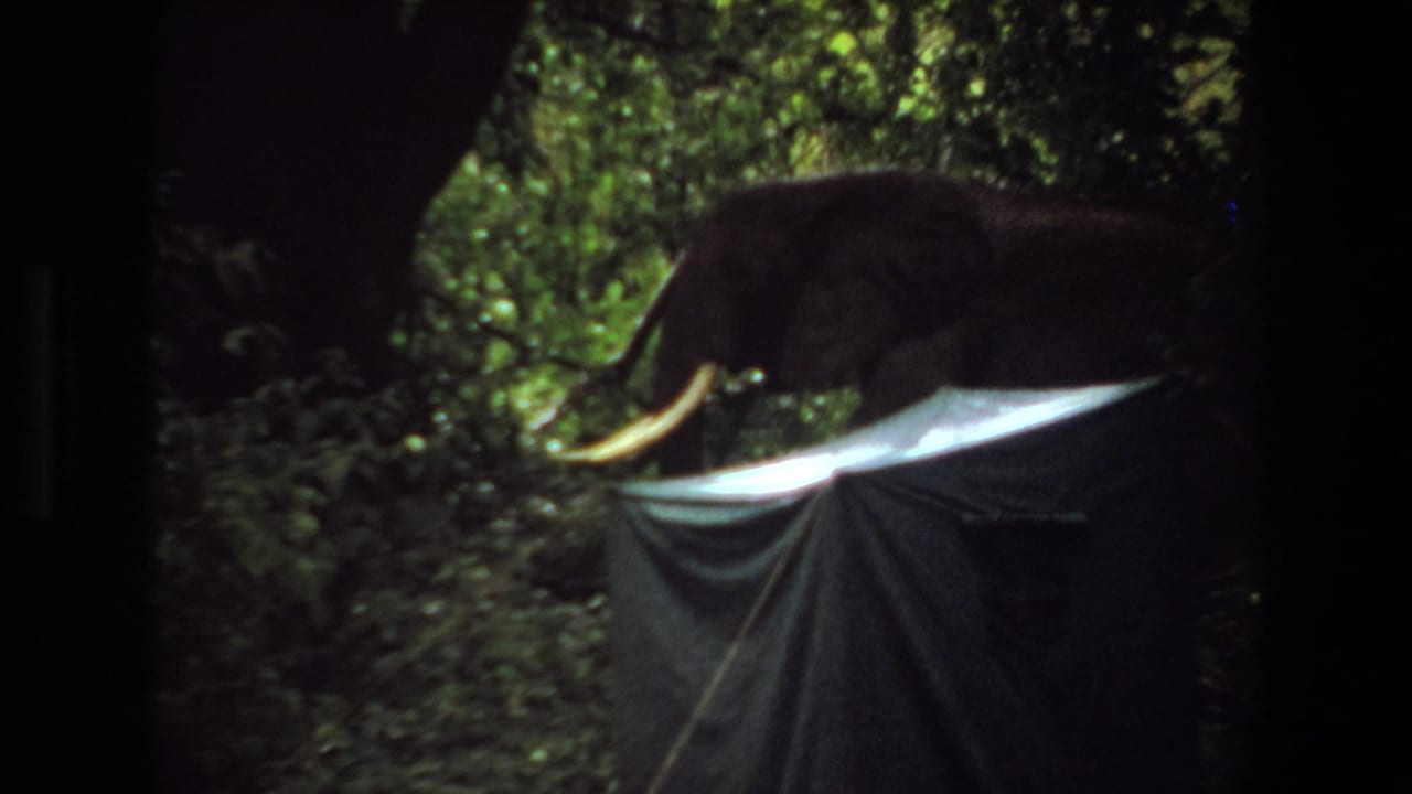 Elephant with long tusks reaches toward a tent beneath forest foliage.