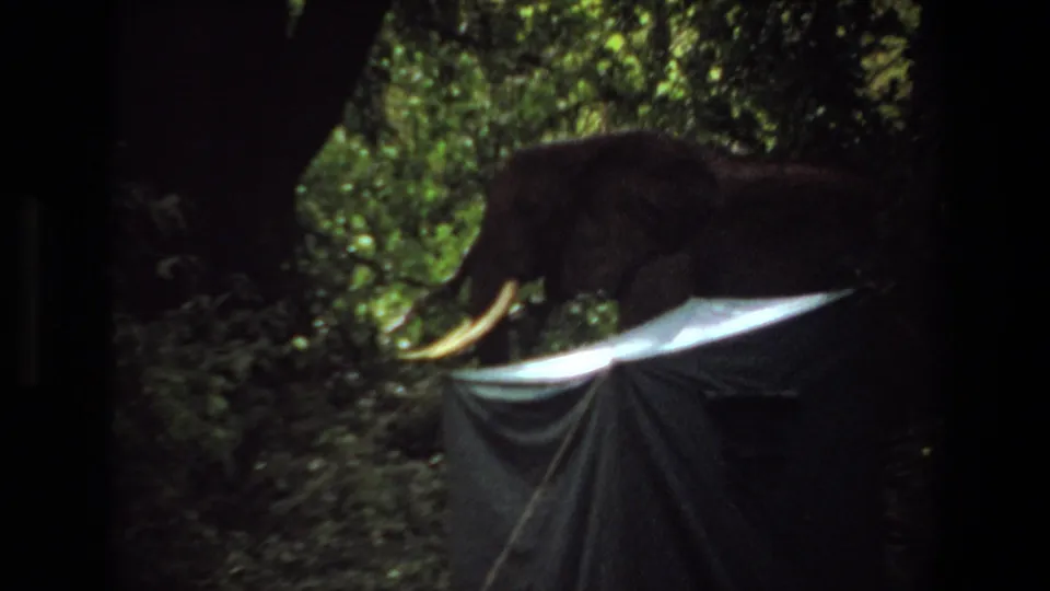 1969 Angola 8mm frame showing the elephant closer to the tent, with its tusk visible against the pale canvas edge.