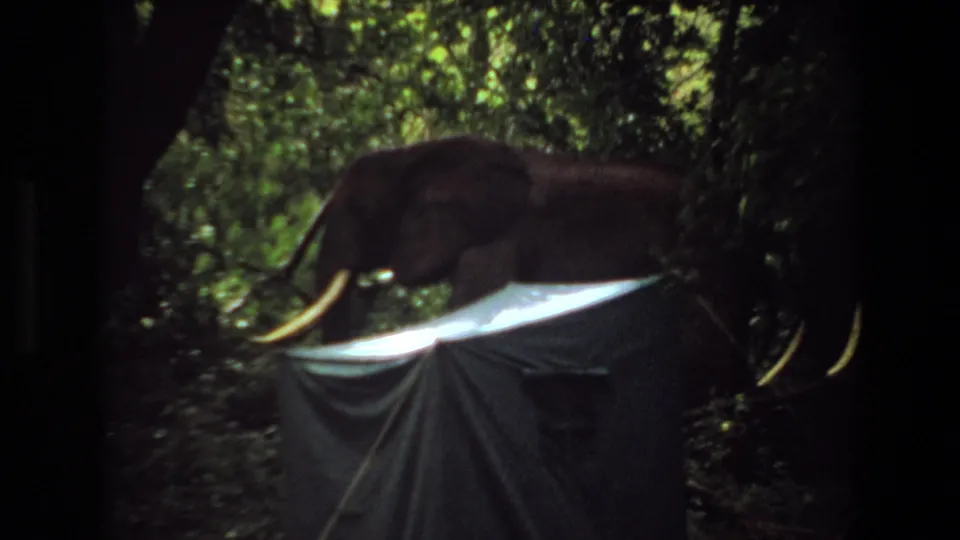 1969 Angola home-movie frame with the elephant broadside near the tent, partly obscured by darkness and foliage.