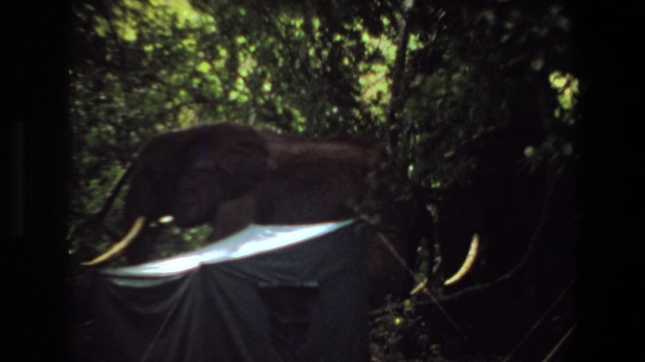 Two tusked elephants partly hidden by trees behind a pale canvas structure.