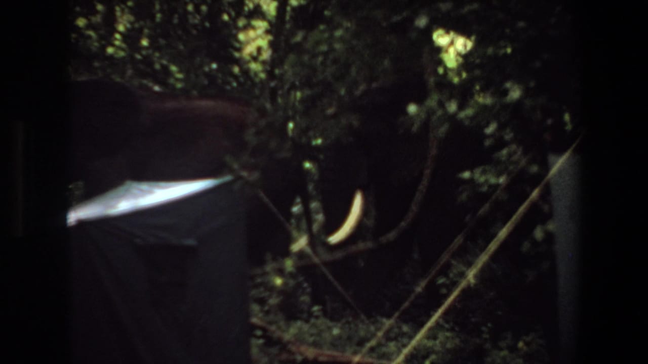 Elephants with tusks move behind trees near a pale canvas-covered shape.
