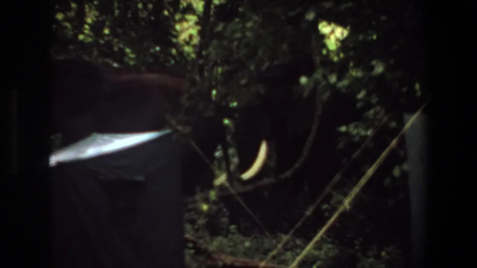 1969 Angola 8mm frame with tusked elephants moving through shadowed forest beside a pale canvas-like foreground object.