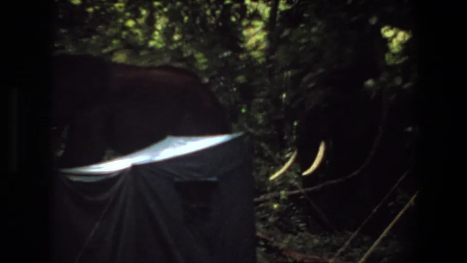 1969 Angola 8mm frame showing elephant bodies and tusks mostly hidden by trees, shadow, and a pale canvas foreground structure.