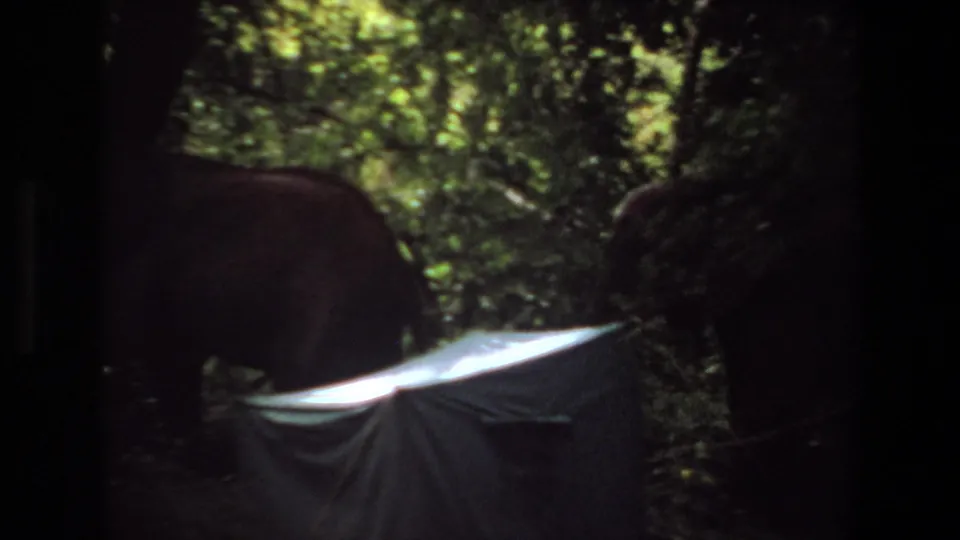 1969 Angola 8mm frame of a large elephant in dark forest, with a pale tent-like structure in the foreground and foliage around it.