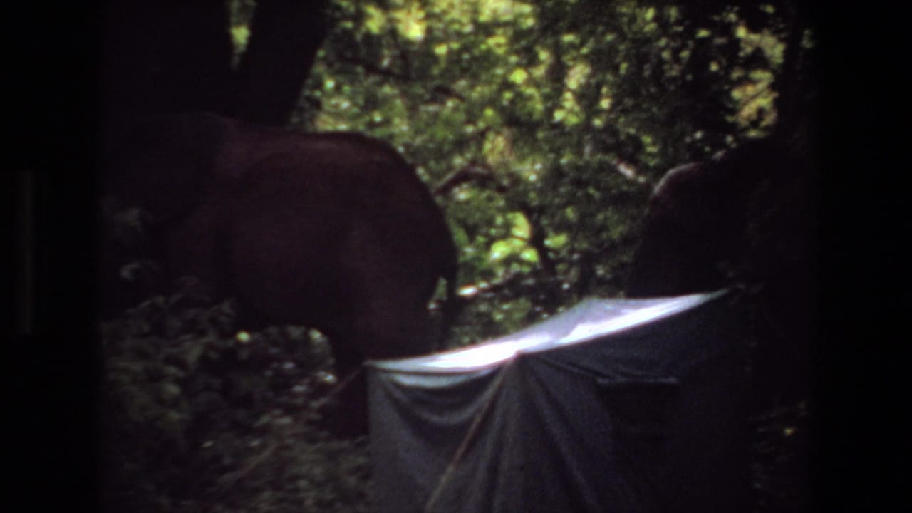 Elephant partly hidden by jungle foliage near a bright tarp or tent roof.