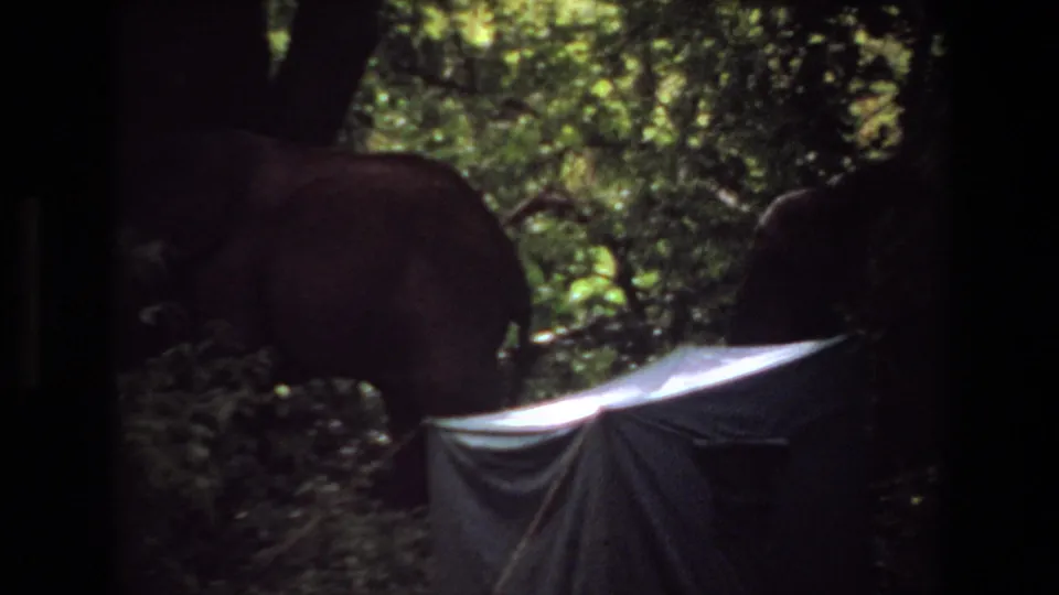 1969 Angola 8mm frame showing an elephant moving behind foliage near a reflective tarp or tent roof.