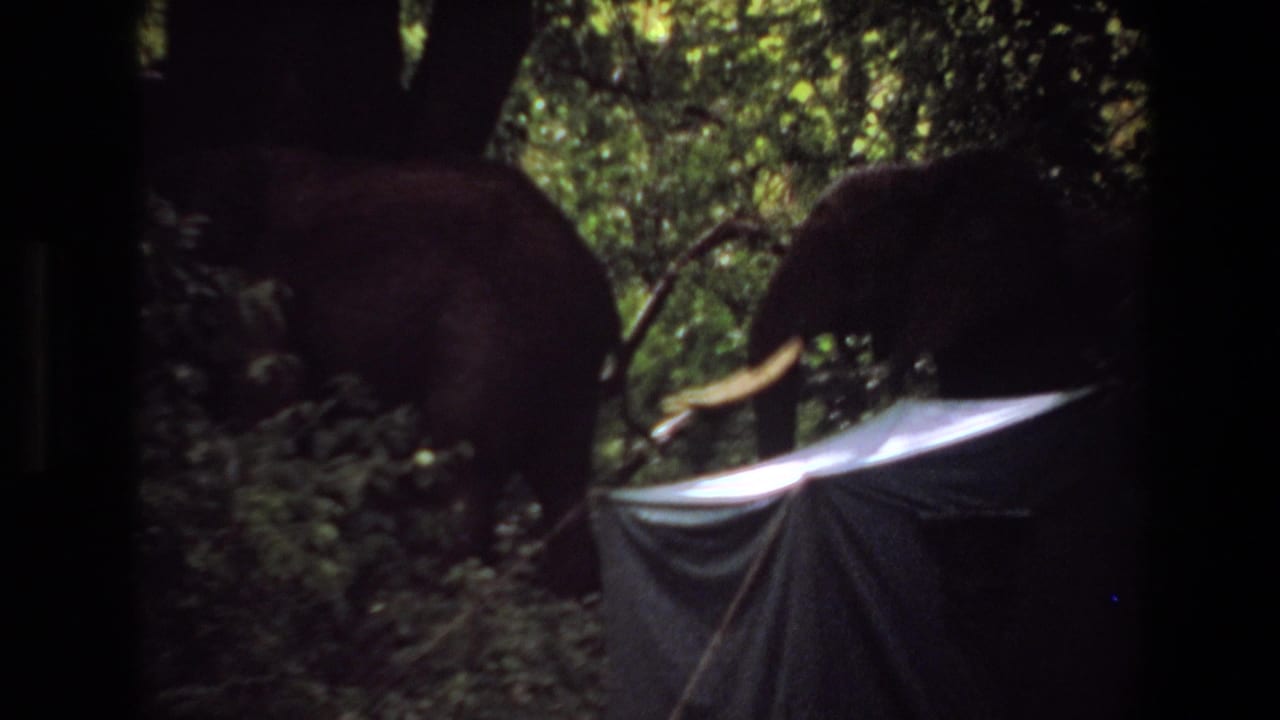 1969 Angola 8mm frame with an elephant partly obscured by jungle growth and a tent or tarp in the foreground.