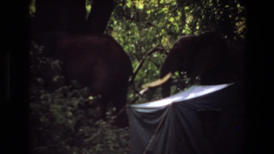 1969 Angola 8mm frame with an elephant partly obscured by jungle growth and a tent or tarp in the foreground.