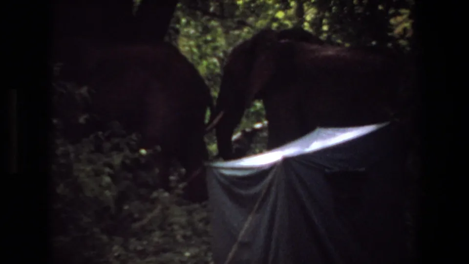 1969 Angola 8mm frame showing two elephants in dense vegetation beyond a bright camp tarp.