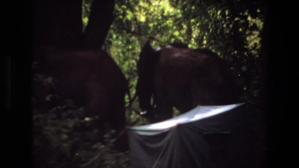 1969 Angola 8mm frame showing two elephants near dense brush, with a bright tent or tarp edge below them.